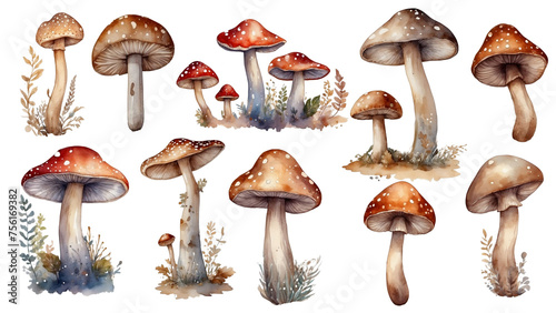 Cute watercolor mushrooms set, summer forest mushrooms art