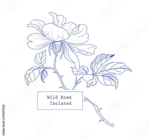 Blue Ink Wild Rose flowers illustration for decoration, card, packaging and designing, isolated