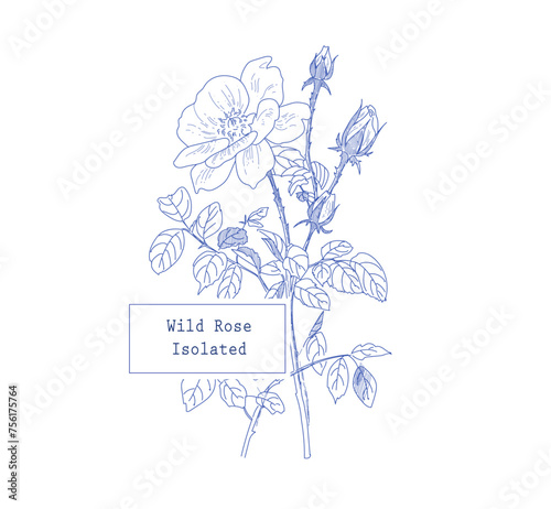 Blue Ink Wild Rose flowers illustration for decoration, card, packaging and designing, Isolated