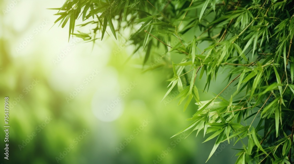 Chinese or Japanese bamboo grass background. Bamboo forest set. Bamboo plants in natural frame. Chinese or Japanese bamboo grass background. Bamboo forest set. Bamboo plants in natural frame.