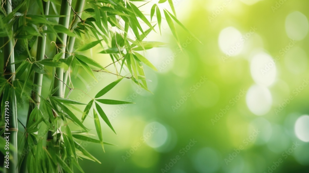 Obraz premium Chinese or Japanese bamboo grass background. Bamboo forest set. Bamboo plants in natural frame.