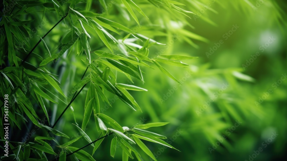 Chinese or Japanese bamboo grass background. Bamboo forest set. Bamboo plants in natural frame. Chinese or Japanese bamboo grass background. Bamboo forest set. Bamboo plants in natural frame.