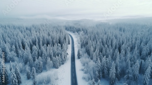 Winter landscape with pine forest in snow There is a curved road on a cloudy day in the mountains. Group of frosty pine trees in snowy forest in trees, winter landscape