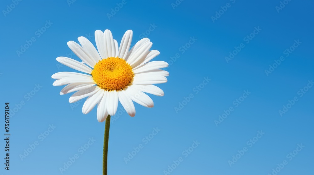 A vibrant white daisy, adorned with a bright yellow center, stands out against the canvas of a clear blue sky. Ai Generated. A vibrant white daisy, adorned with a bright yellow center, stands out against the canvas of a clear blue sky. Ai Generated.