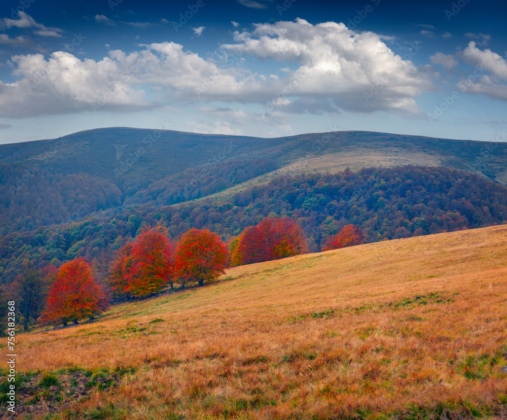 Red leaves beech trees on the mountain meadow. Majestic autumn view of Carpathian mountains, Ukraine, Europe. Beautiful morning scene of Tarantyn range. Beauty of nature concept background..