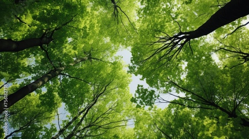 Looking up reveals the lush green tops of trees  offering a tranquil and immersive view into the natural canopy above. Ai Generated.