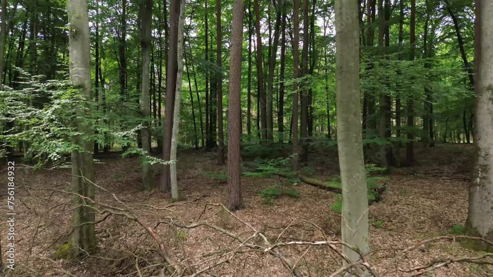 european mixed forest with fallen tree aerial dolly european mixed forest with fallen tree aerial dolly
