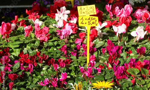 blooming cyclamen flowers in spring and their price tags at an outdoor flower market photo