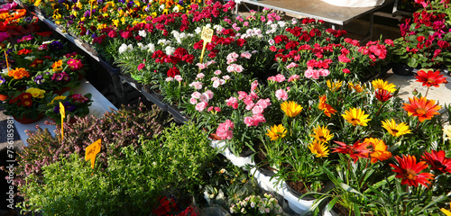treasure flower also called Gazania in the flowers market