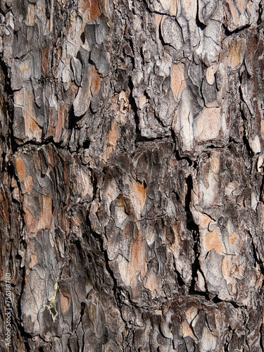 Close-up of the bark of a pine tree. Natural textured background.
