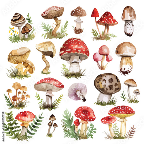 Botanical Mushrooms Clipart Clipart isolated on white background 