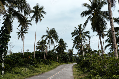 Palm trees lining a road in the Philippines