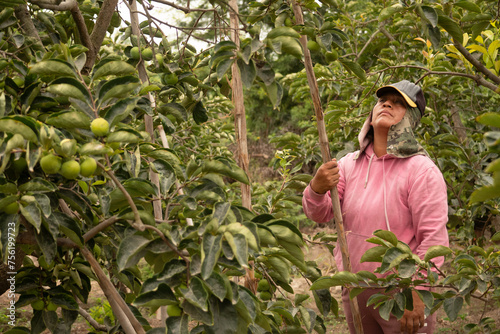 Mujer latina en el campo arreglando árboles frutales