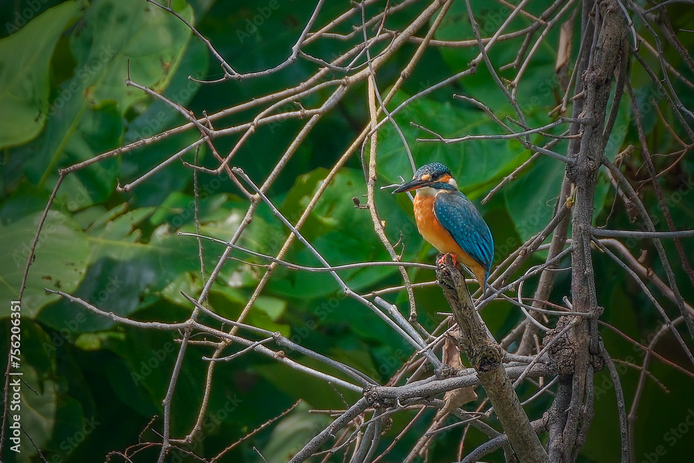 Common kingfisher perching on branch Common kingfisher perching on branch