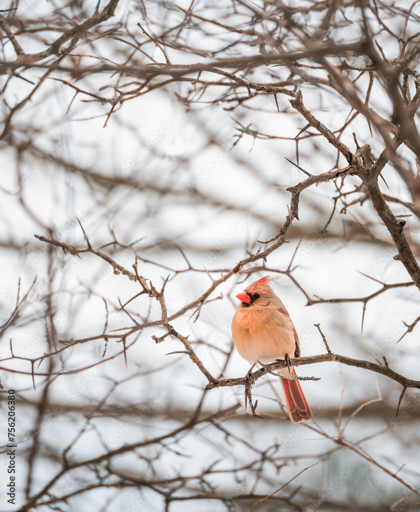 Female cardinal bird sitting on tree branch on cloudy winter day. Female cardinal bird sitting on tree branch on cloudy winter day.