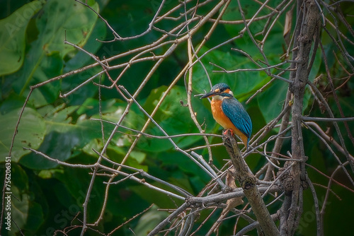 Common kingfisher perching on branch © Cavan