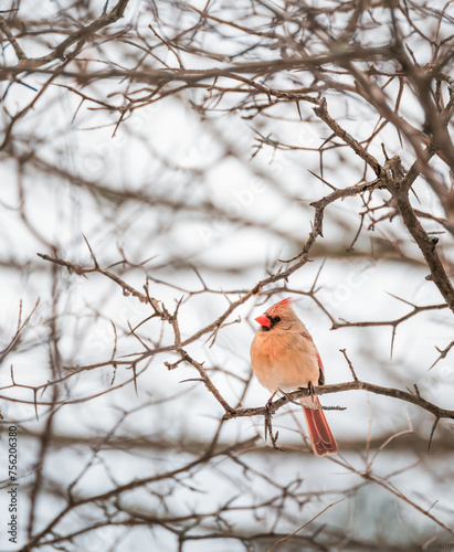 Female cardinal bird sitting on tree branch on cloudy winter day.