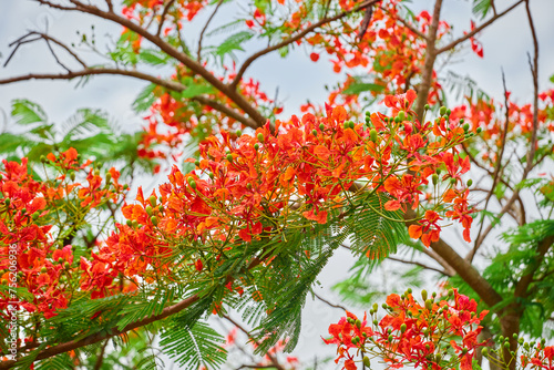 Royal poinciana flower blooming on tree branch