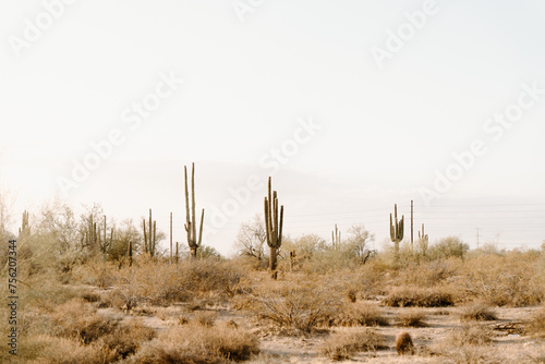 Saguaro cactus in Phoenix Arizona desert