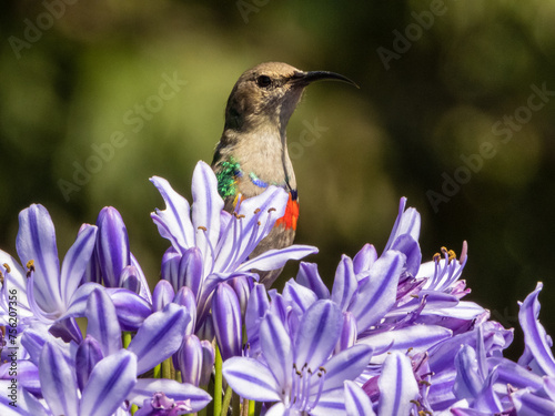 Closeup of a vibrant sugarbird perched on purple flowers photo