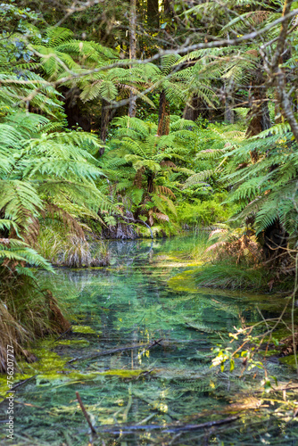 Crystal Clear Stream Among Ferns in Lush Rotorua Redwood Forest
