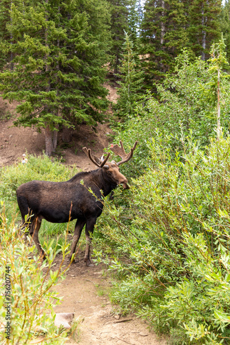 Moose Giving Sideye on a Hiking Path in Lush Utah Forest