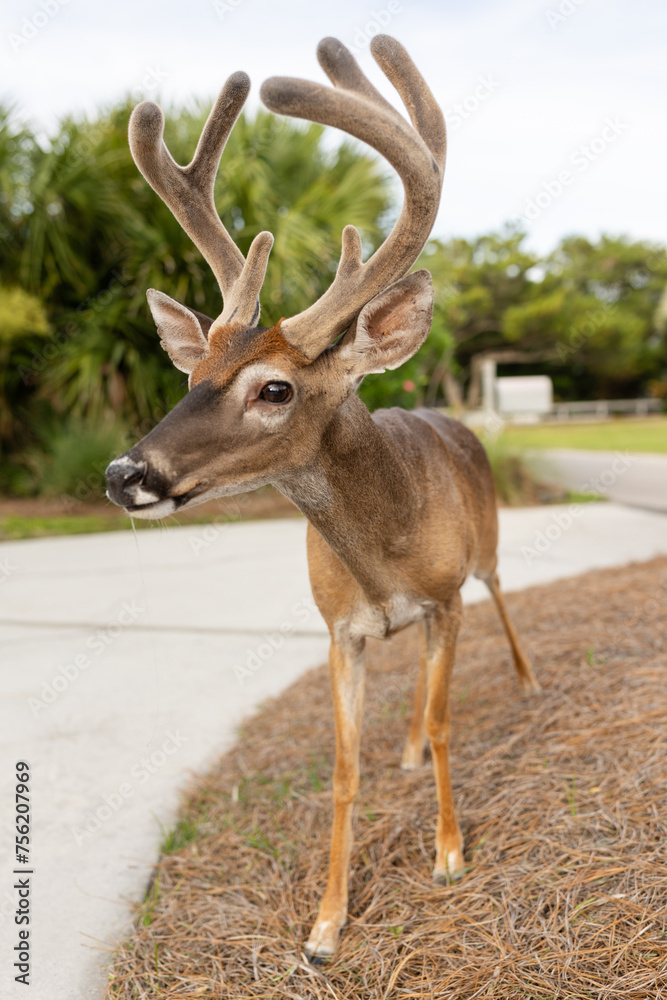 Fototapeta premium Deer with velvet antlers gazing aside on beach