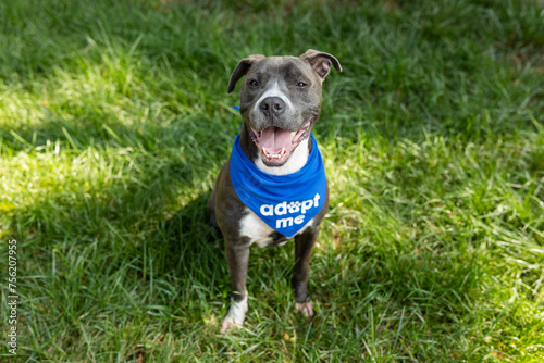 Photography Smiling dog wearing adopt me bandana