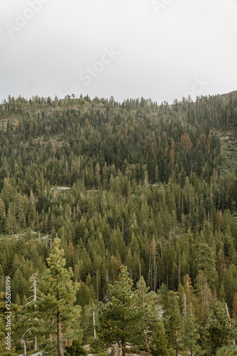 Green pine trees on mountain