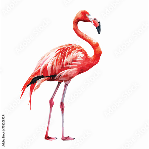 Tropical Flamingo isolated on white background © Ideas