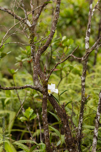 Solitary white orchid among mossy branches in La Fortuna
