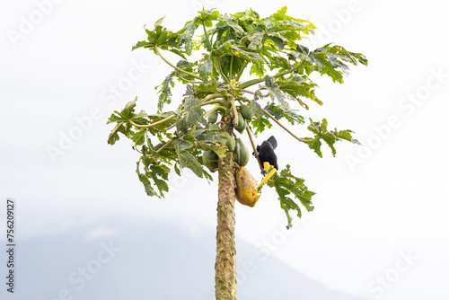 Toucan eating on La Fortuna papaya tree in Costa Rica