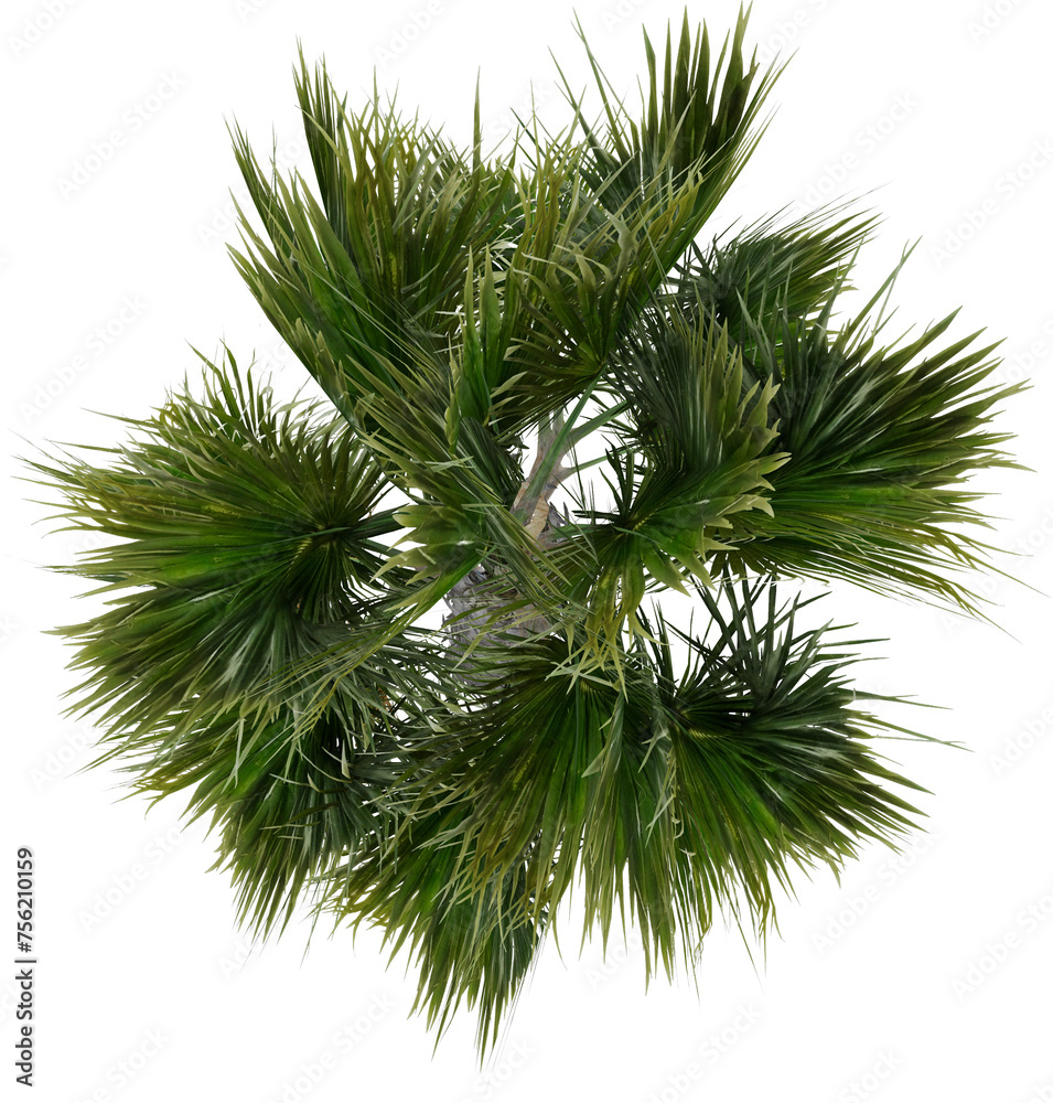 Fan Palm Canopy isolated on white background Fan Palm Canopy isolated on white background