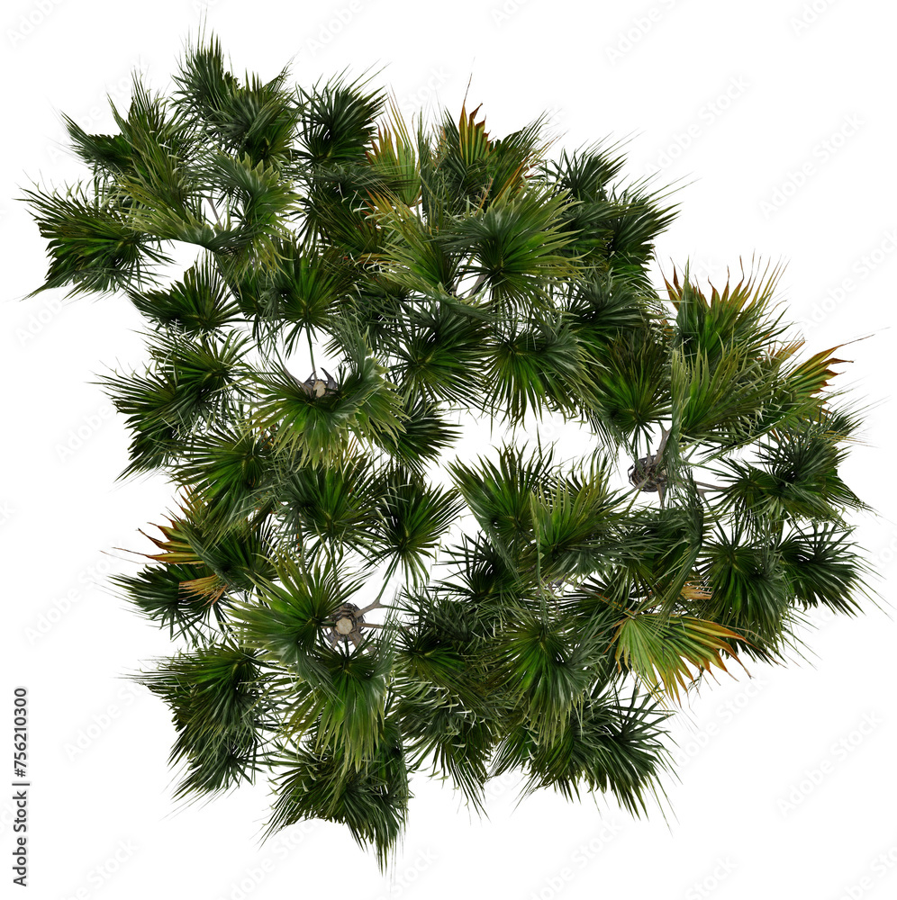 Fan Palm Top View for landscape plan Fan Palm Top View for landscape plan
