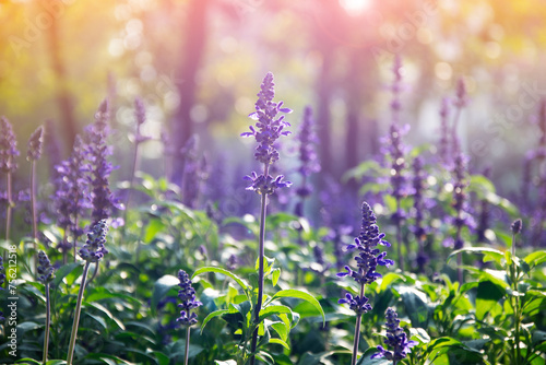 Field of beautiful blooming lavenders, Lavenders garden.