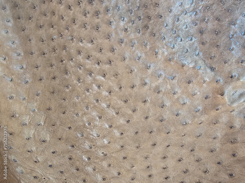 Genuine leather textured of ostrich skin Genuine leather textured of ostrich skin