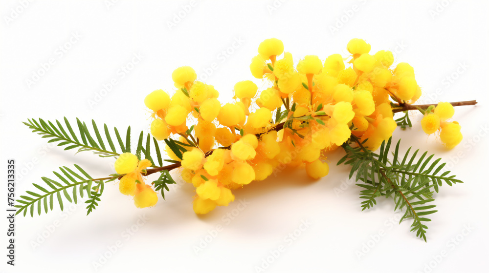 Flowering mimosa isolated on white background