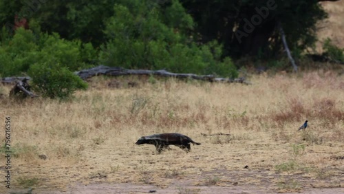 Honey badger on a mission