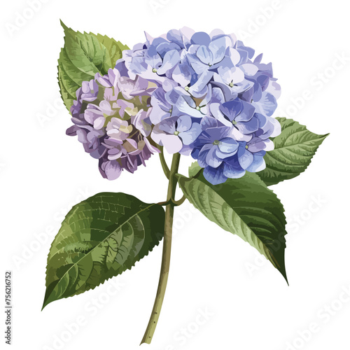 Hydrangea Clipart Clipart isolated on white backgroud