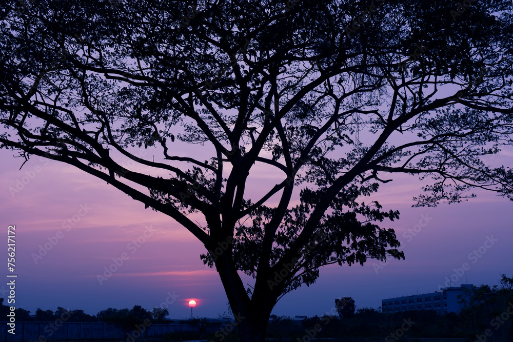 Silhouette of big tree in twilight sunset sky background.