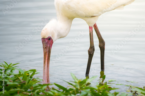 A white African spoonbill with a long beak stands in the water, appearing to fish for food in its natural habitat.