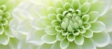 A macro photograph showcasing a green flower with white petals against a white background, highlighting the symmetry and patterns of this terrestrial plant