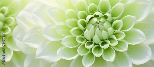 A macro photograph showcasing a green flower with white petals against a white background, highlighting the symmetry and patterns of this terrestrial plant