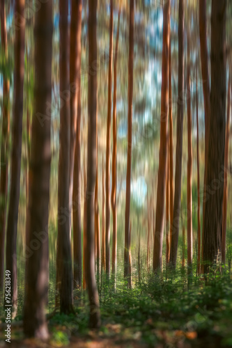 la forêt, flou artistique