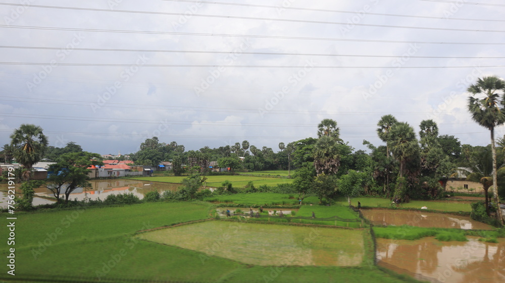 Natural Landscape of Indonesia. Green trees in forest. Day time photo