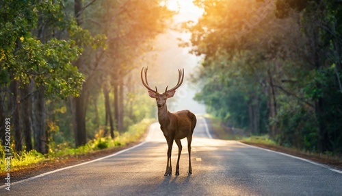 Twilight Encounter: Deer Silhouetted Against Forest on Roadside"