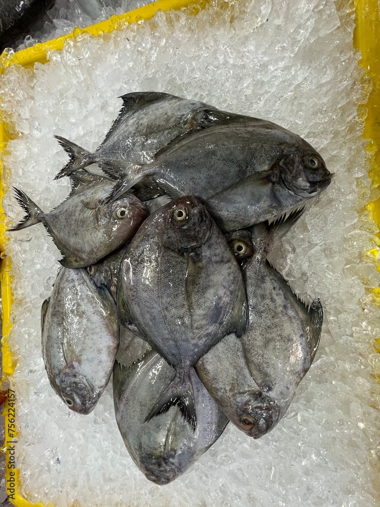 fresh raw cold seafood black white pomfret whole fish ikan head, fillet