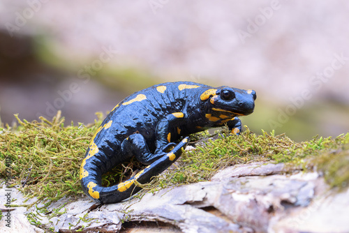 beautiful fire salamander in natural habitat © taviphoto