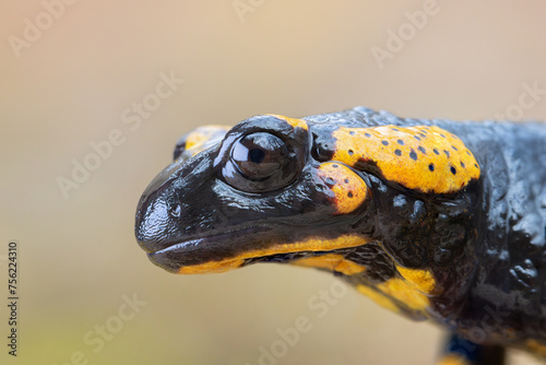 macro portrait of a beautiful fire salamander © taviphoto
