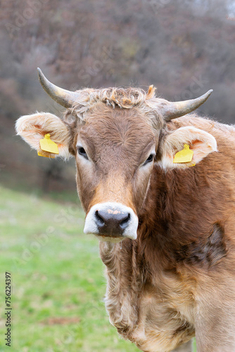 portrait of curious cow at the farm © taviphoto
